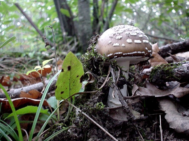 un p� di tempo f� !